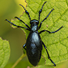 impressive meloine beetle