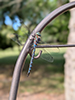 lance-tipped darner