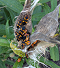 large milkweed bug