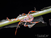 leaf-footed bug (Acanthocephala terminalis)