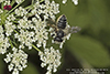 leafcutter, mortar, or resin bee (Megachile sp.)