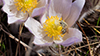 ligated furrow bee