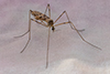 limoniid crane fly