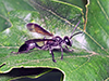 Mexican grass-carrying wasp