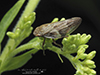 meadow spittlebug