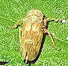 meadow spittlebug