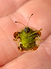 mottled tortoise beetle