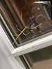 northern walkingstick