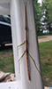 northern walkingstick