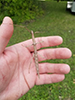 northern walkingstick