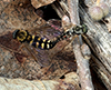 ornate snipe fly