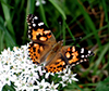 Painted Lady