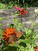 Painted Lady