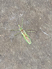 pale green assassin bug