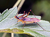 pale green assassin bug