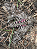 pink-spotted hawkmoth