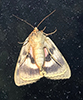 pink underwing