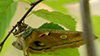 polyphemus moth