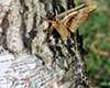 polyphemus moth