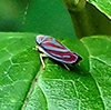 red-banded leafhopper