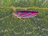 red-banded leafhopper