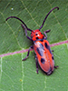 red milkweed beetle