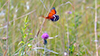 Regal Fritillary