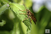 robber fly (Asilus sericeus)
