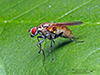 root maggot fly (Hydrophoria lancifer)