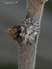 rough stink bug (Brochymena arborea)