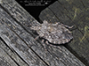 rough stink bug (Brochymena arborea)