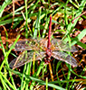 saffron-winged meadowhawk