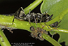 silky field ant