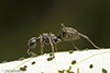 silky field ant