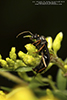 silky field ant
