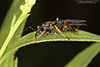 silky field ant