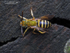 silky striped sweat bee