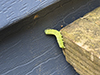 speckled green fruitworm moth