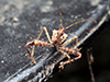 spiny assassin bug