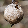 spongy oak apple gall wasp