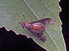 striped deer fly