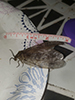 summer fishfly