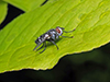 tachinid fly (Winthemia sp.)