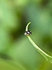 ten-spotted spurleg ten-spotted spurleg
