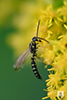 thynnid flower wasp