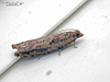 tortricid leafroller moth
