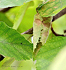 tortricid leafroller moth