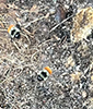 tricolored bumble bee