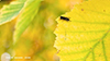 typical hover fly (subfamily Syrphinae) on paper birch