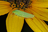 typical leafhopper (Gyponana sp.) typical leafhopper (Gyponana sp.)